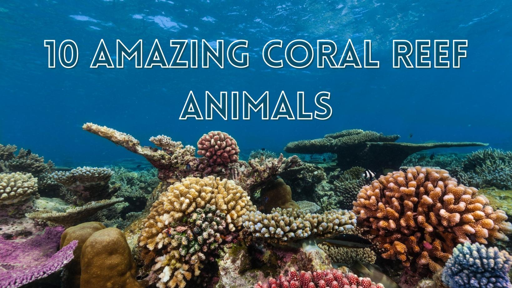 10 Amazing Coral Reef Animals