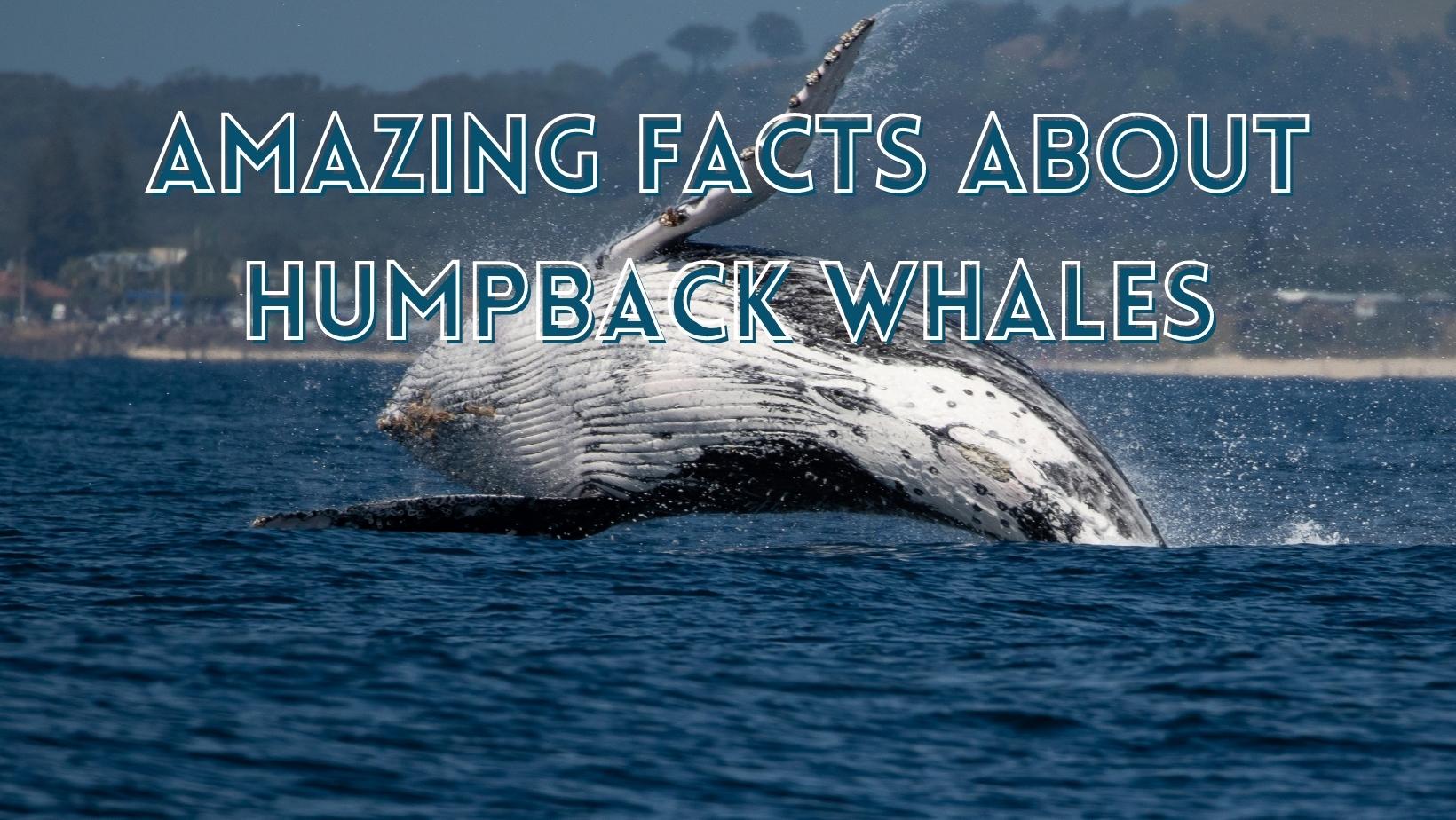 amazing-facts-about-humpback-whales