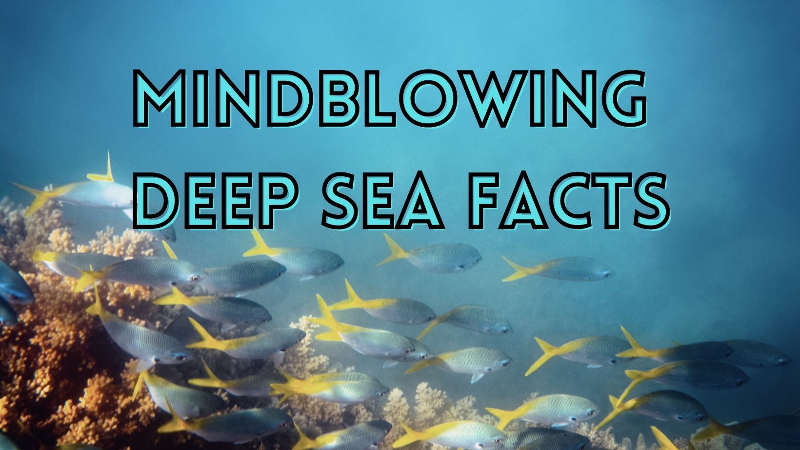 Deep Sea Fishing Facts to Know