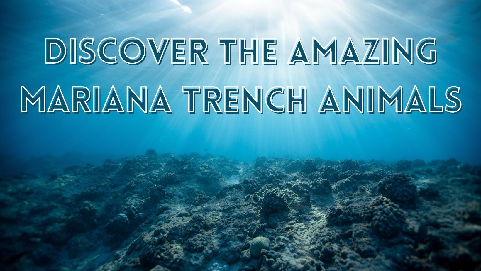 marianas trench underwater creatures