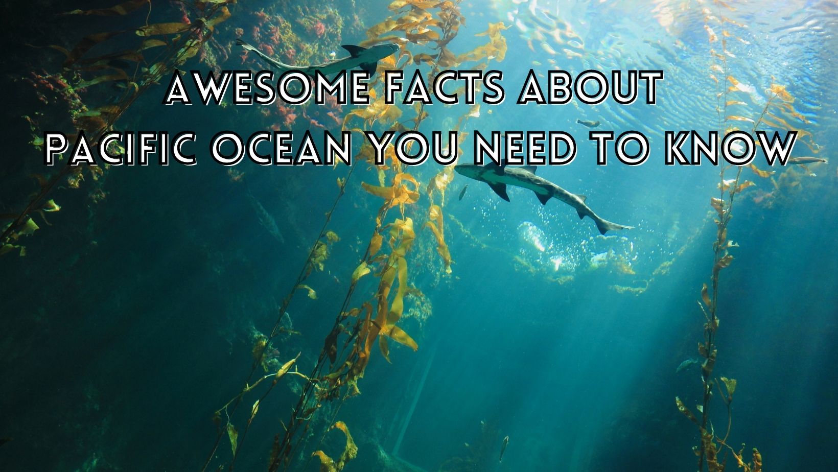 The Pacific Ocean—facts and information