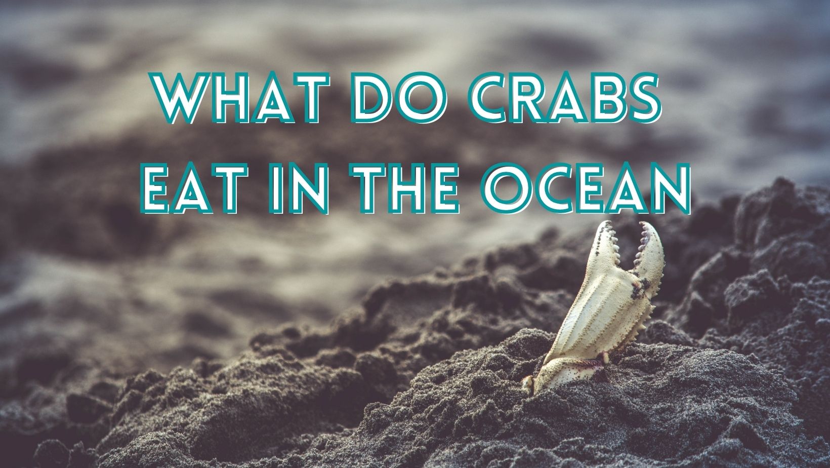 What Do Crabs Eat In The Ocean?