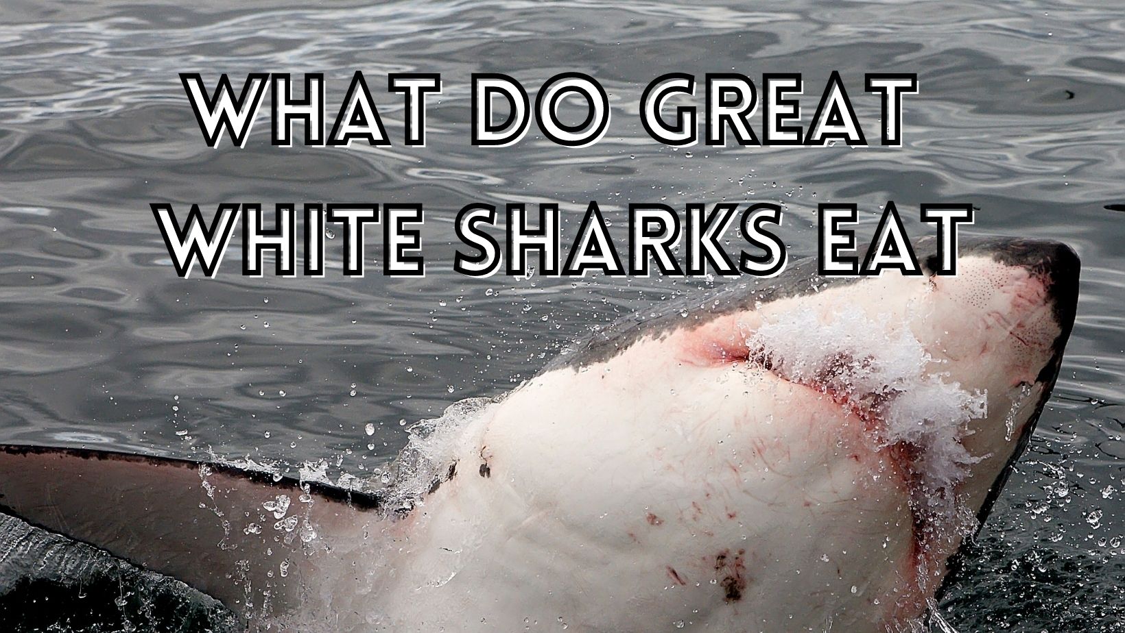 What Do Great White Sharks Eat