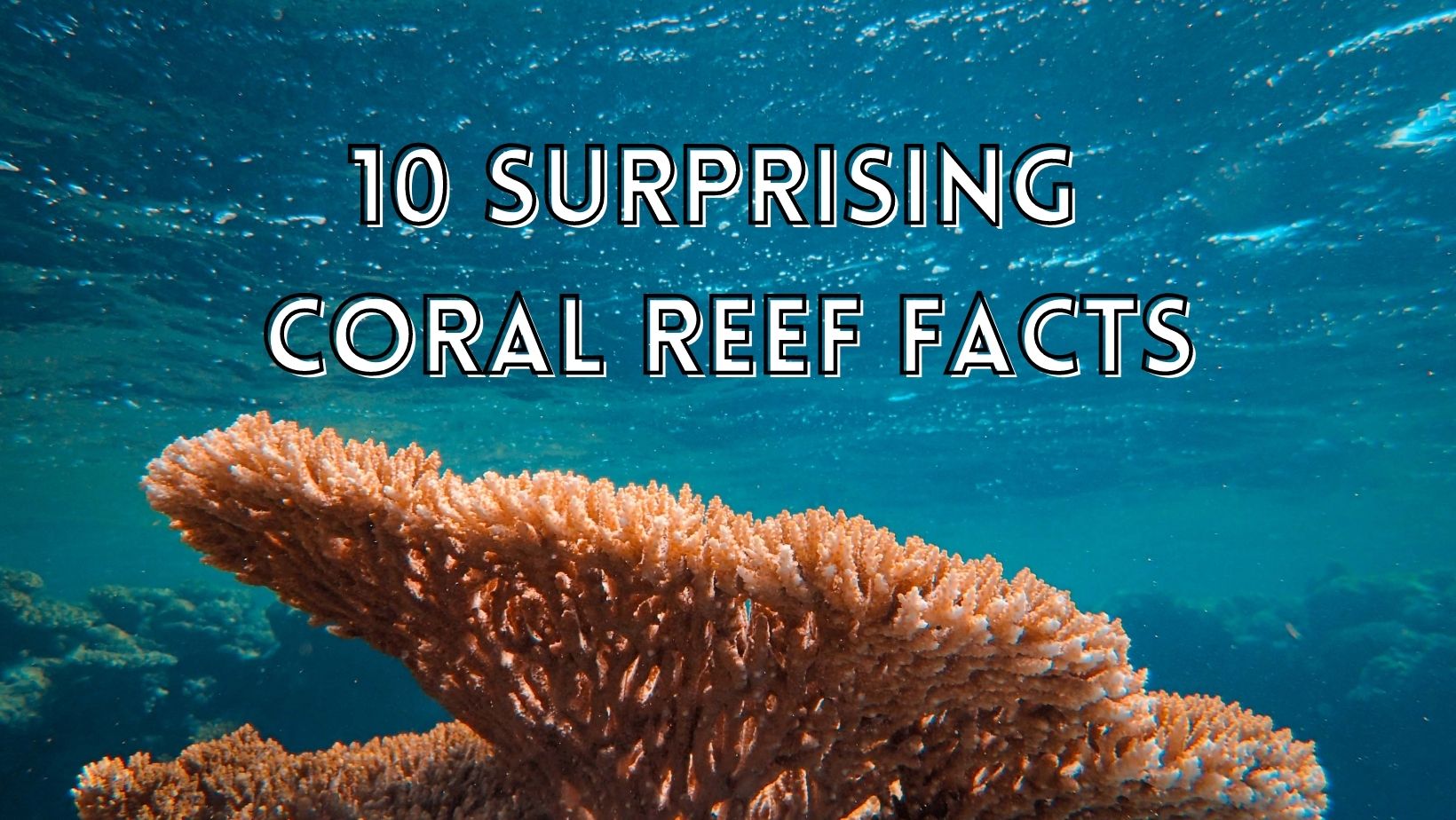 10 Surprising Coral Reefs Facts