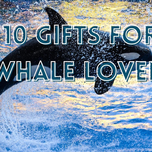 Gift ideas for cheap whale lovers