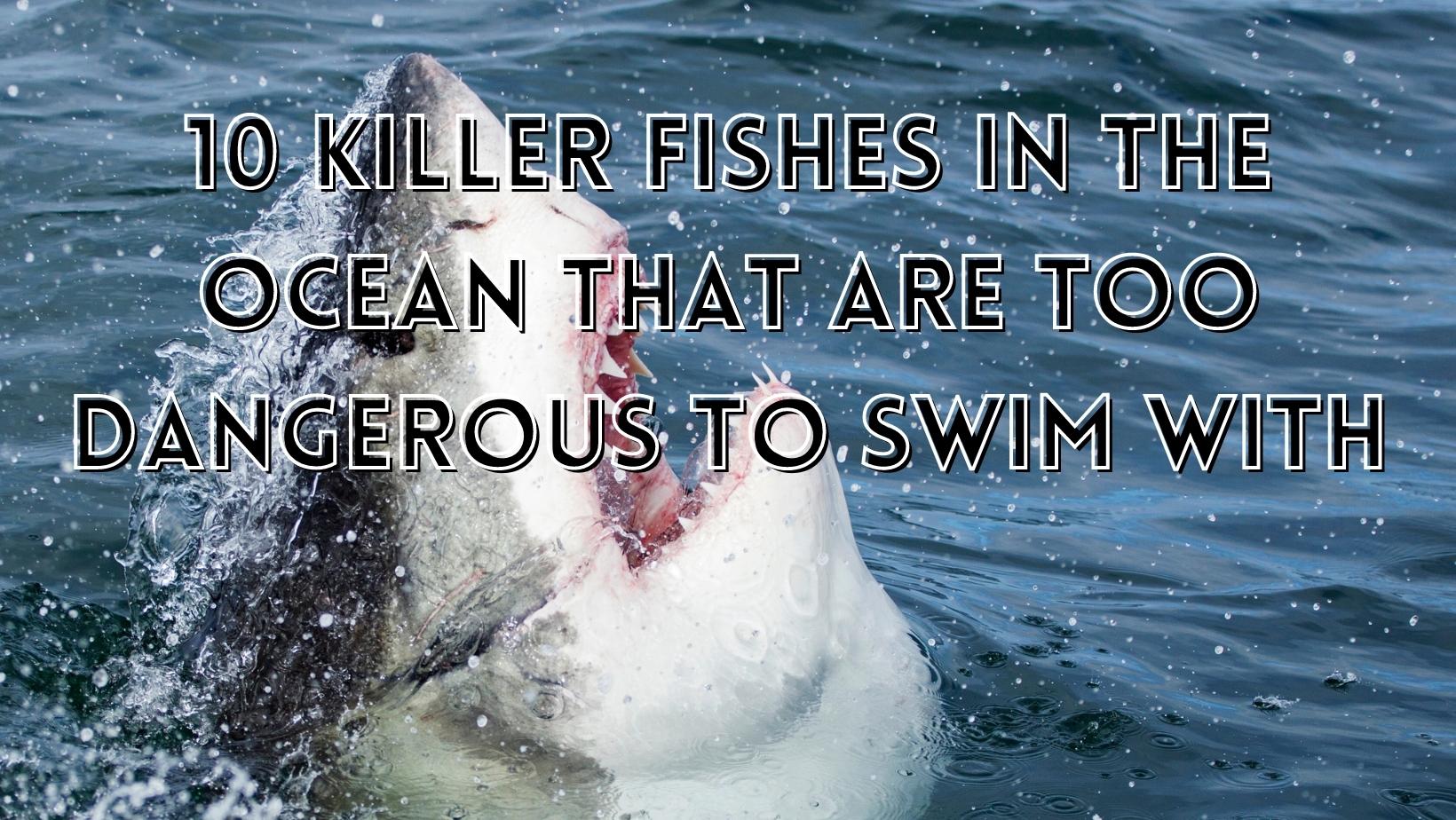 killer fish in the ocean