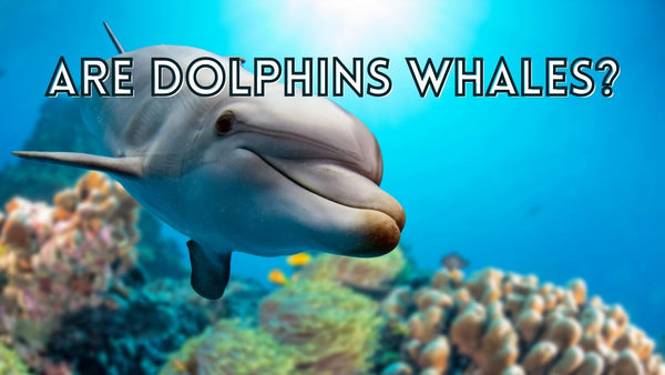Are dolphins whales