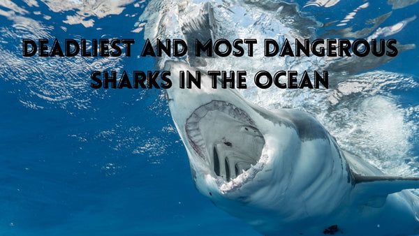 The Deadliest and Most Dangerous Sharks in the Ocean