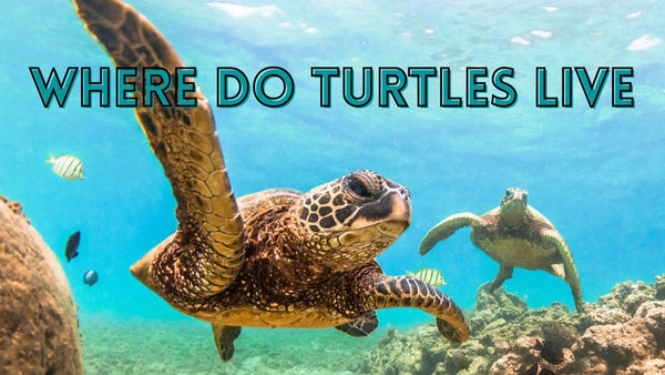 Where Do Turtles Live?