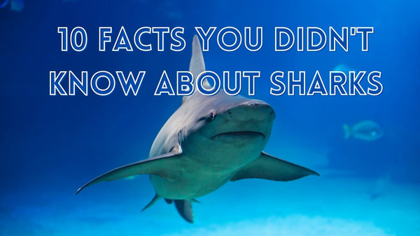 Cool sharks facts