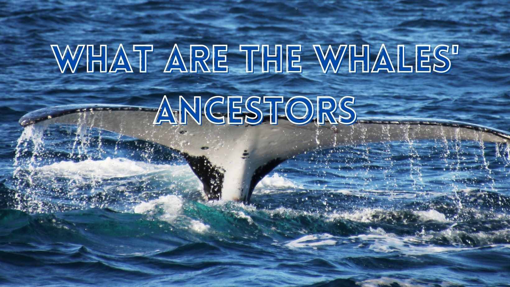 What is whales ancestry