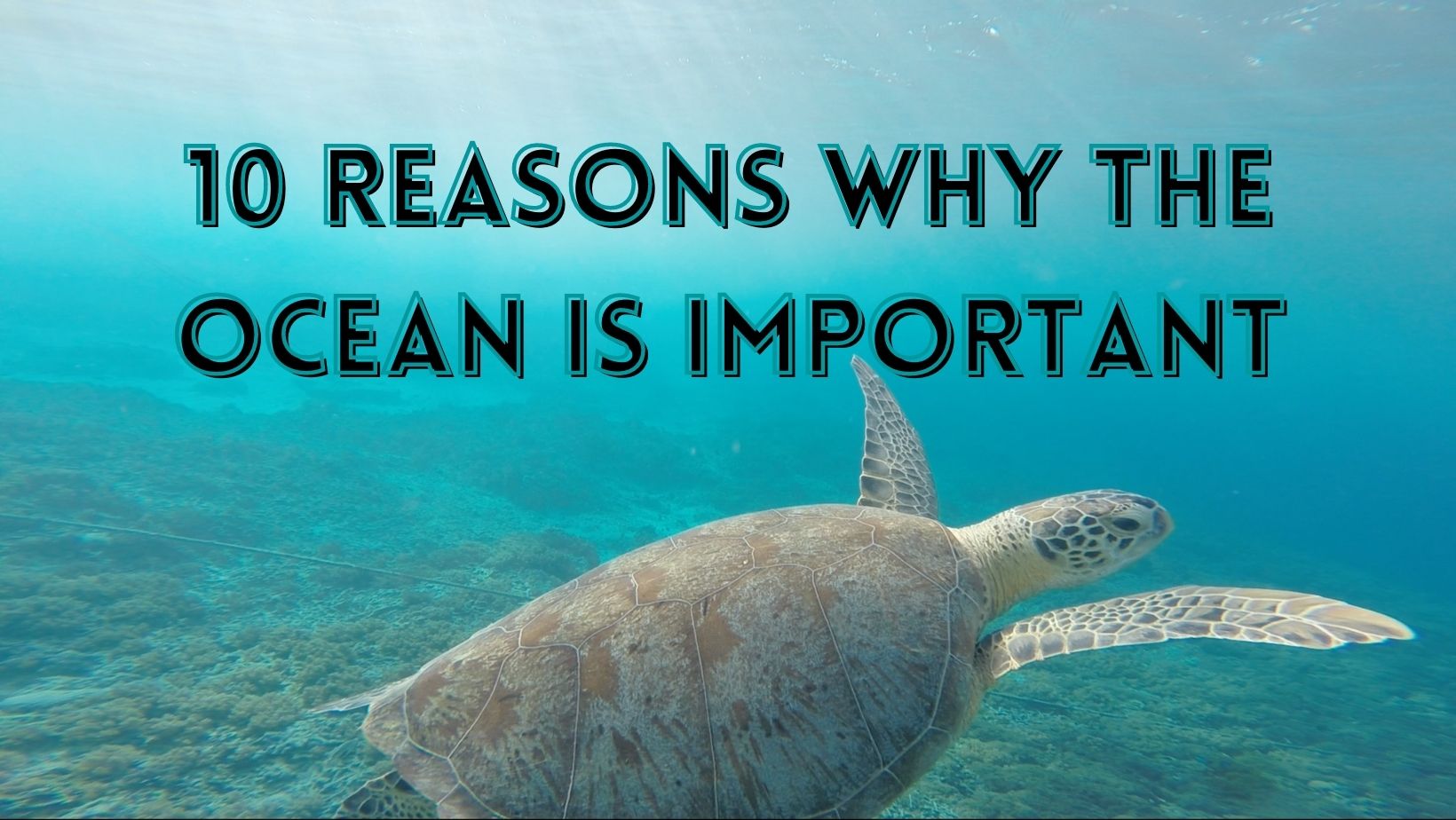 Why is the ocean important