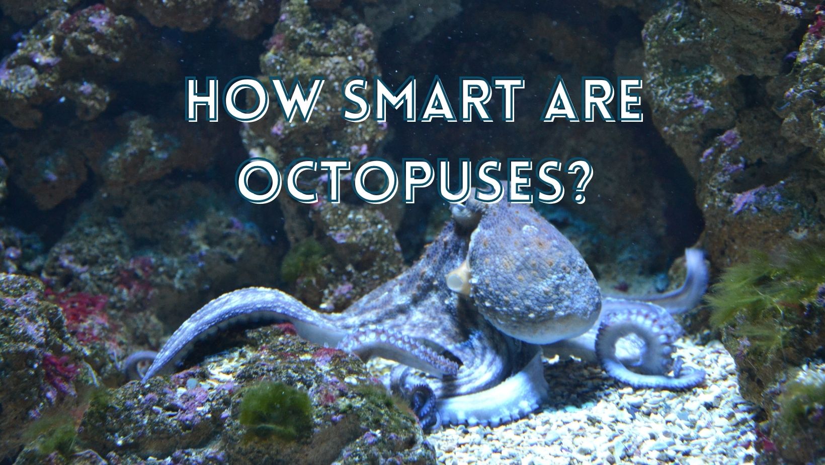 How smart are octopus