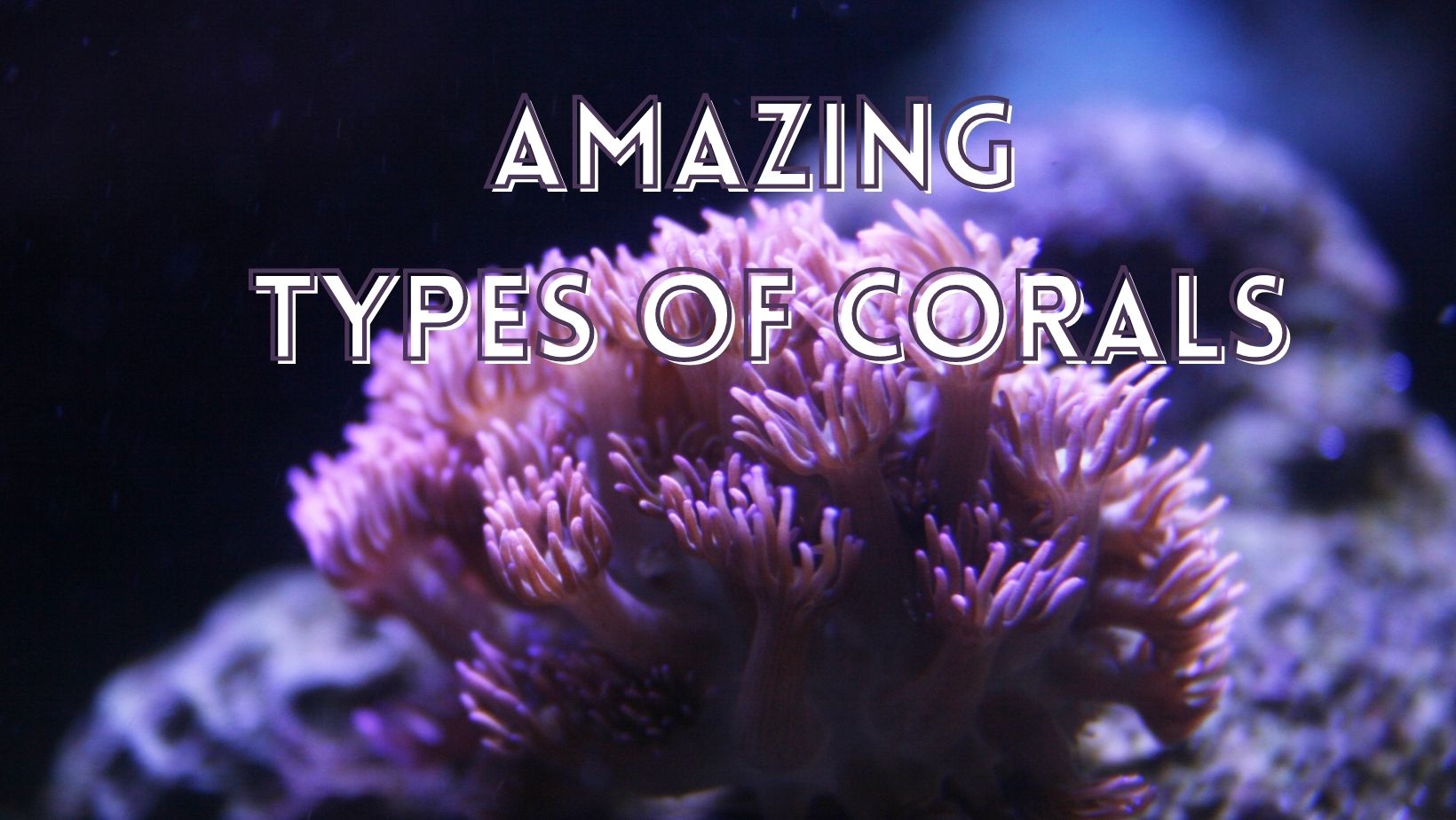 Amazing coral types