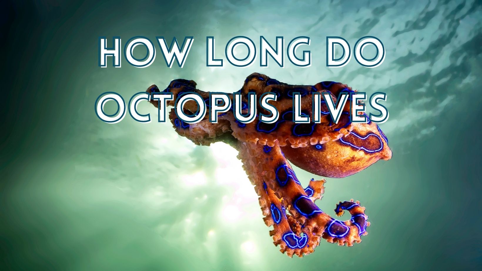 How long do octopus live