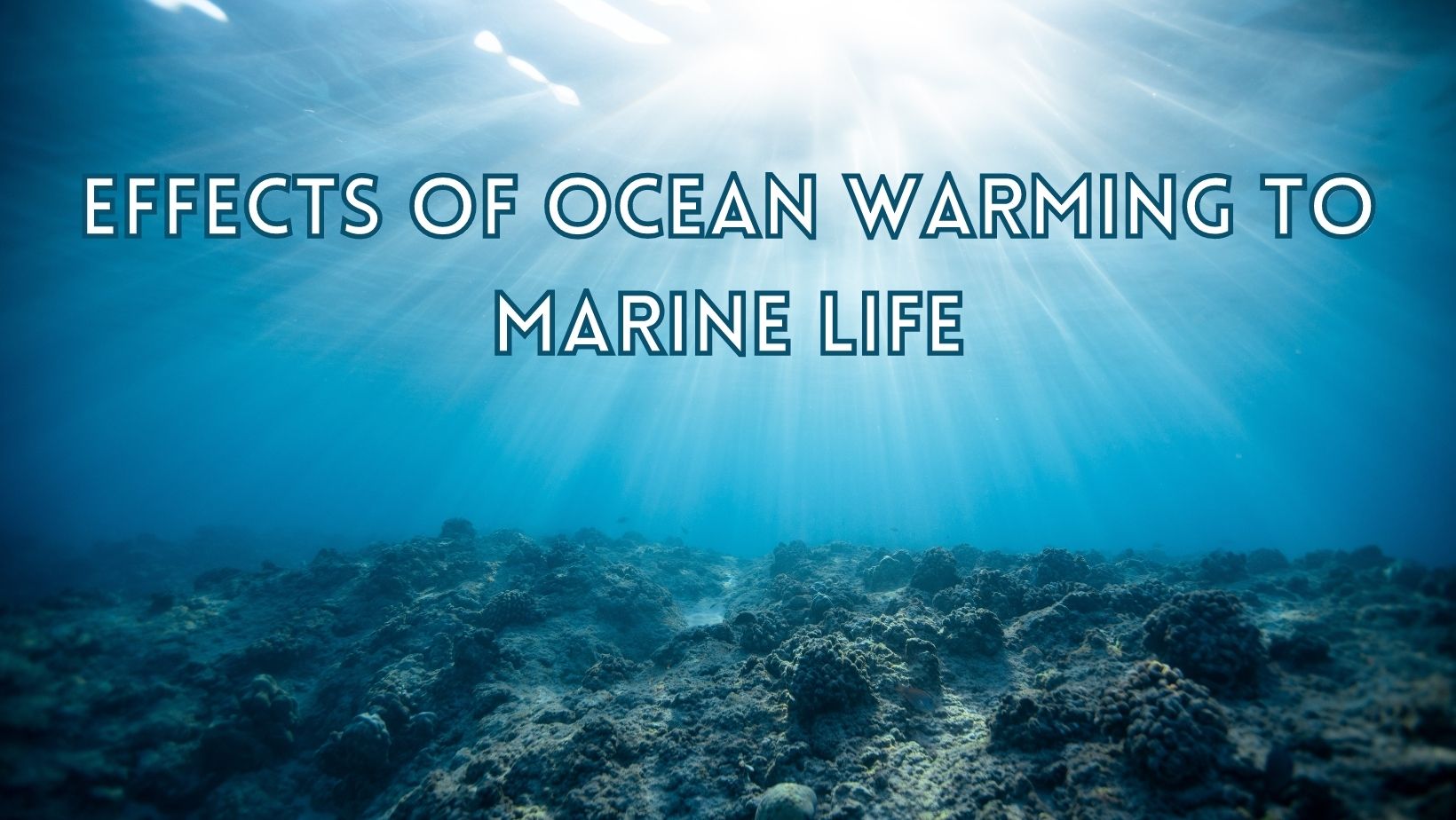 Ocean warming effects to marines