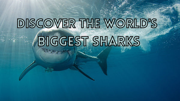 Unbelievable world's biggest sharks