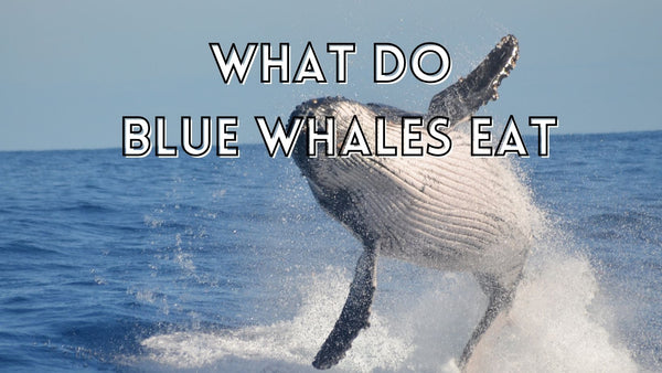 What does a blue whale eat