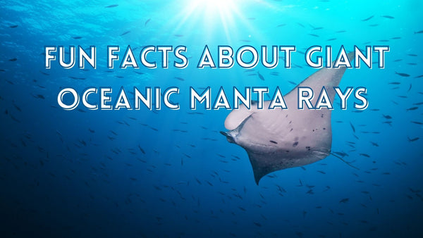 Fun facts about giant oceanic manta rays