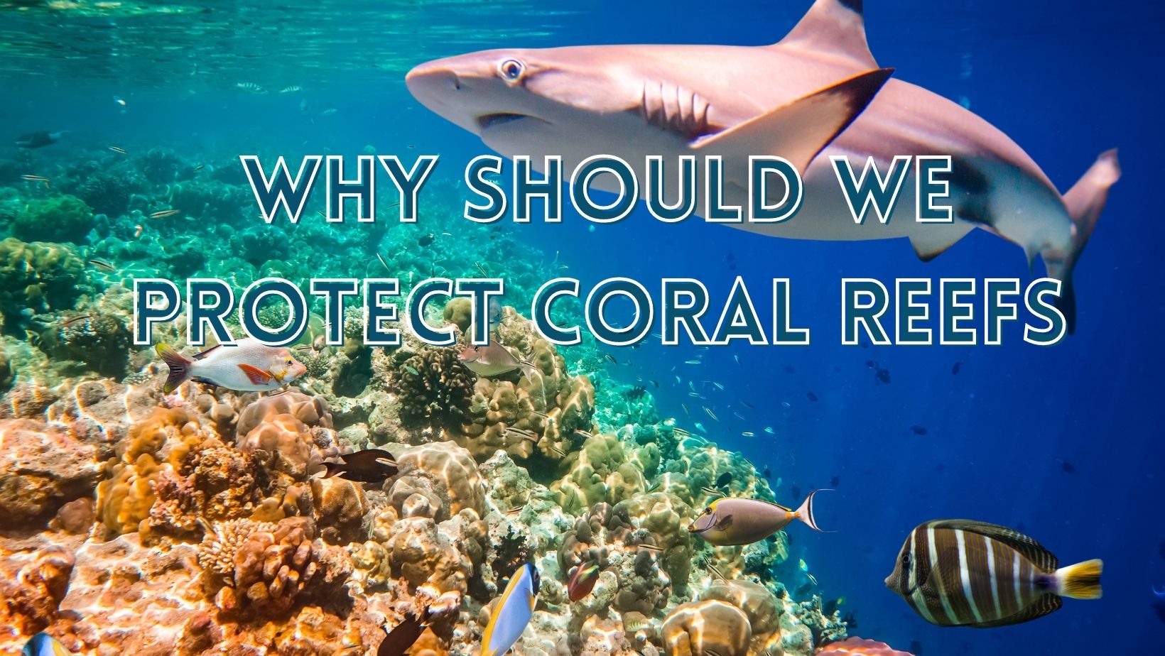 Why should we protect coral reefs