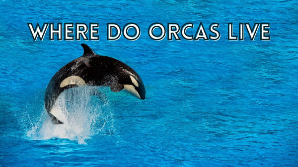 Interesting facts about where do orcas live