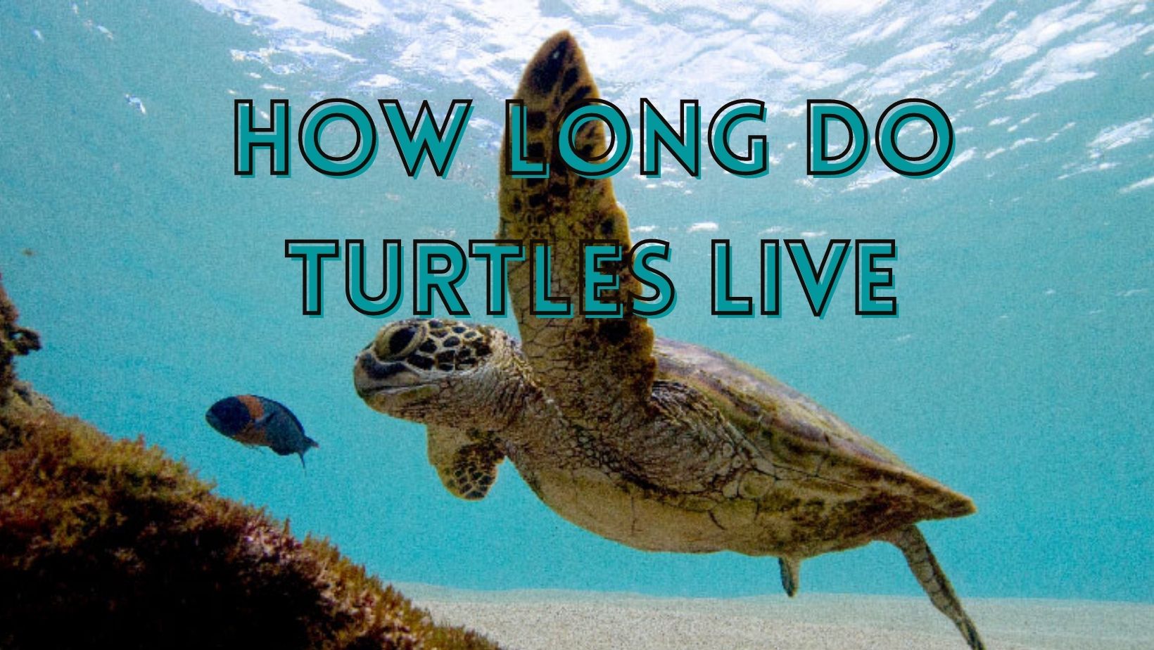 How do turtles lives