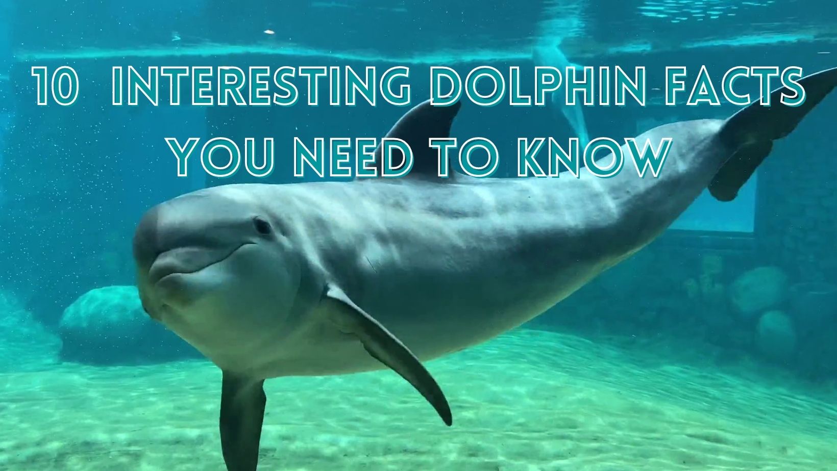 10 Interesting Dolphin Facts You Need To Know