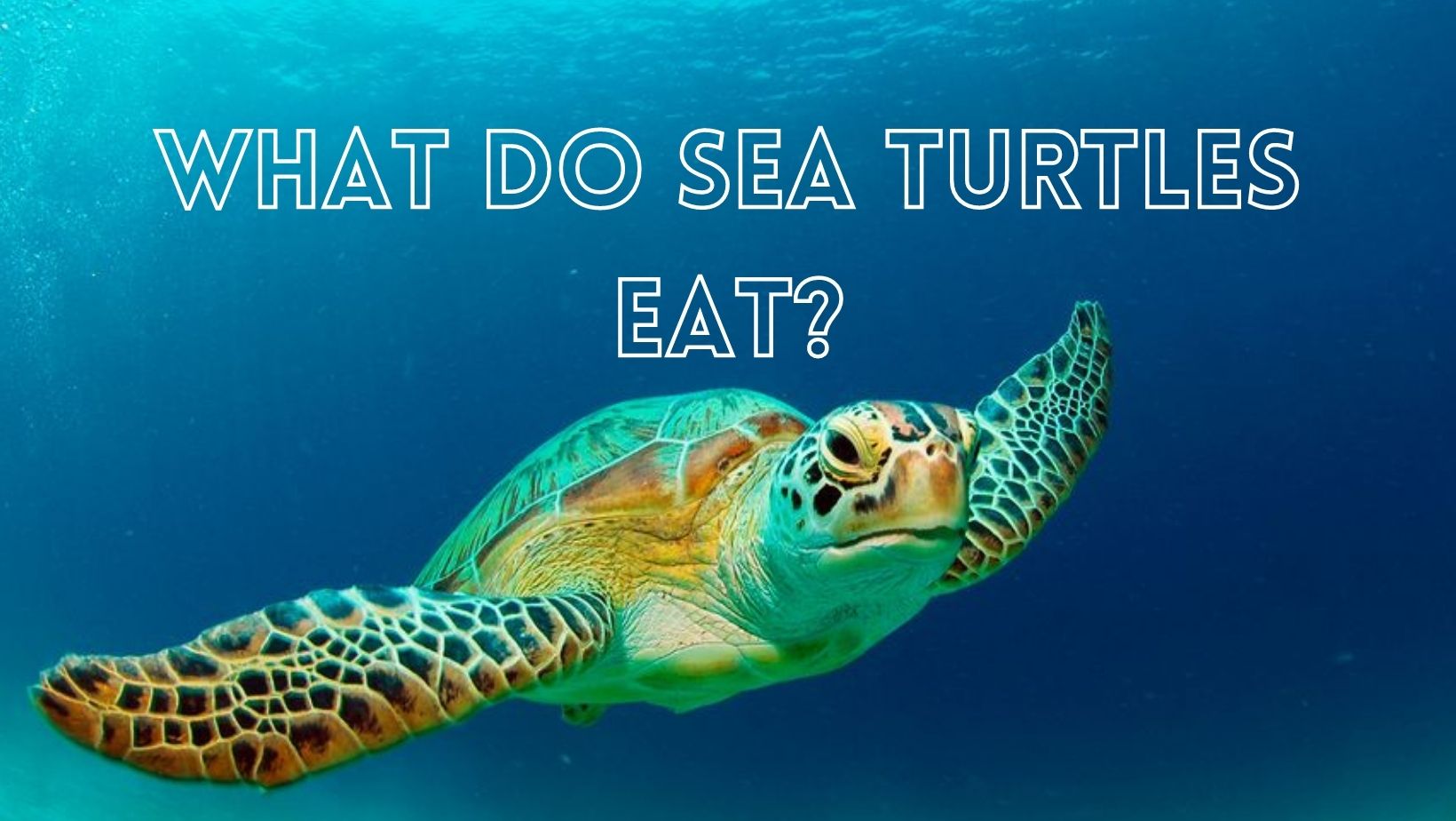 Facts on what do turtles eat