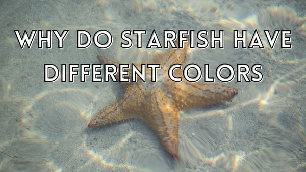 Why starfish have different colors