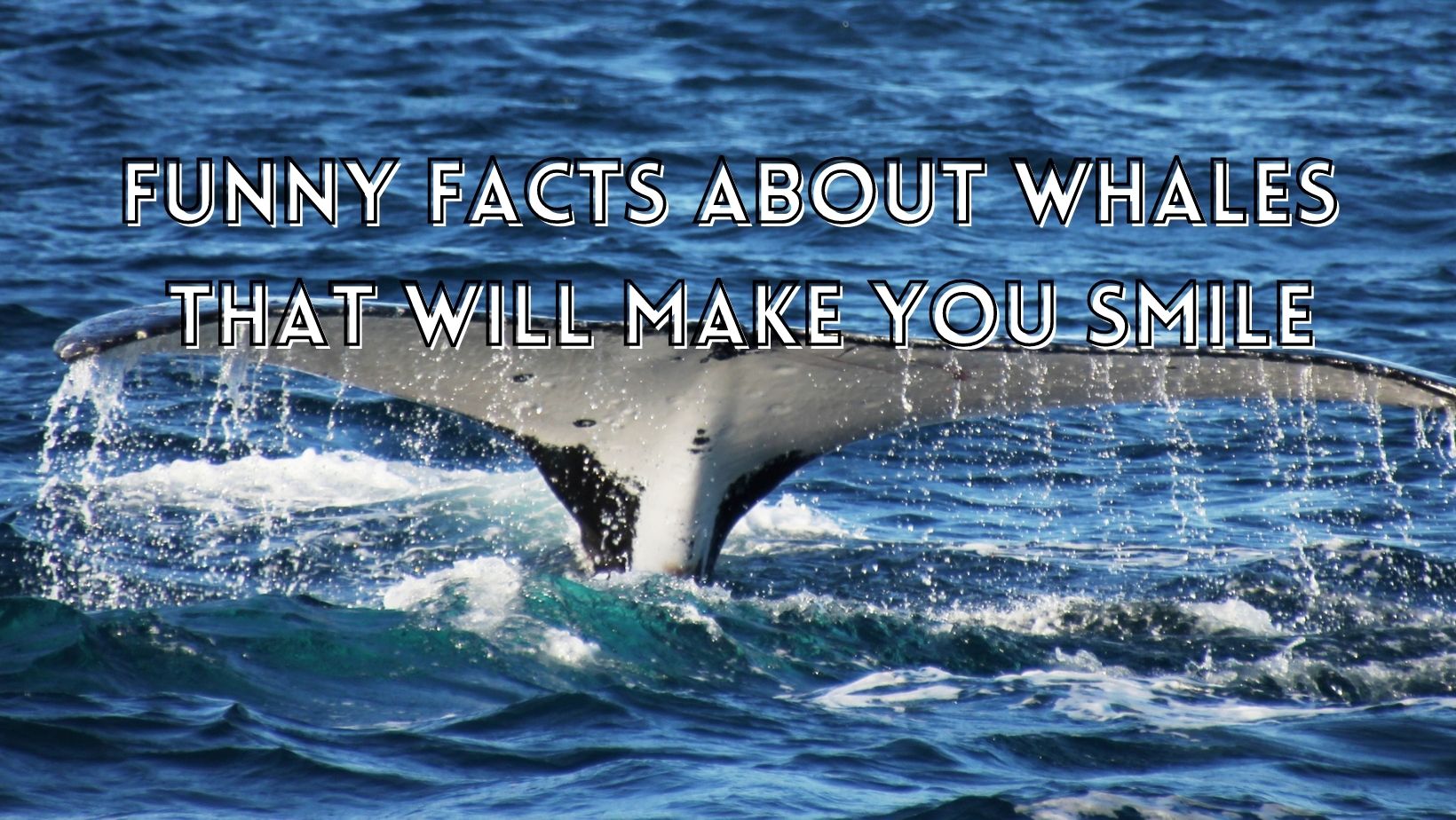 Funny blue whale facts 