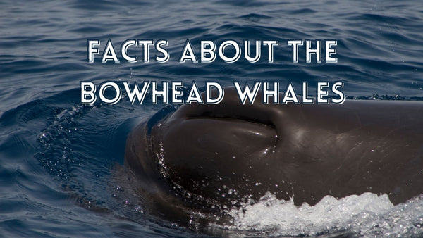 Facts about bowhead whales