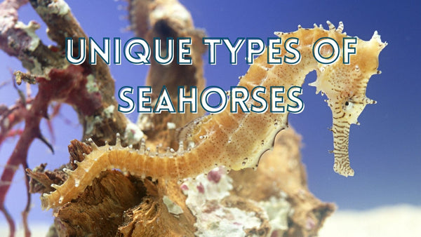 Unique types of sea horse species