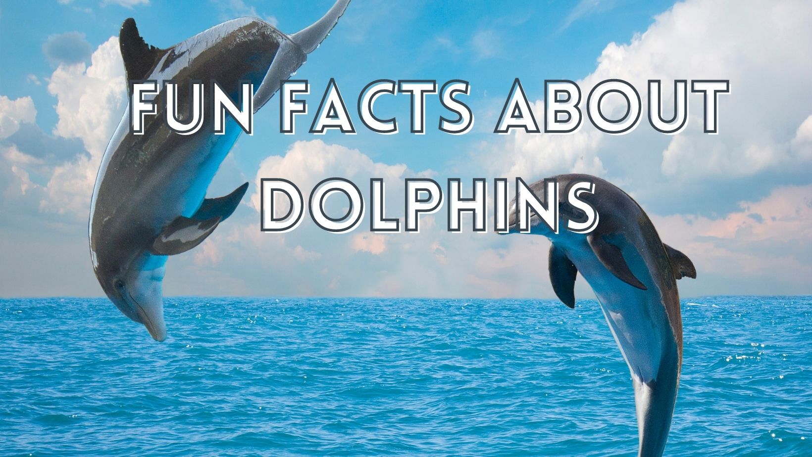 Dolphin Facts