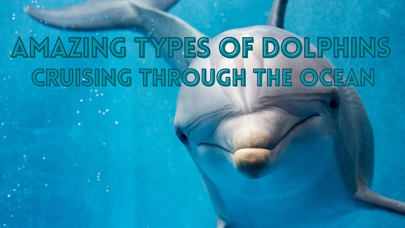 Amazing types of dolphins