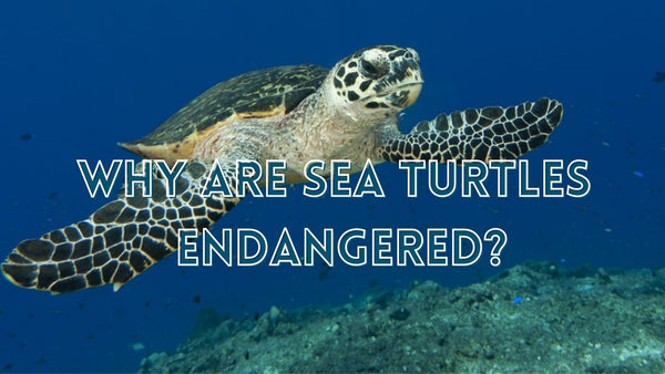 Are sea turtles endangered answers