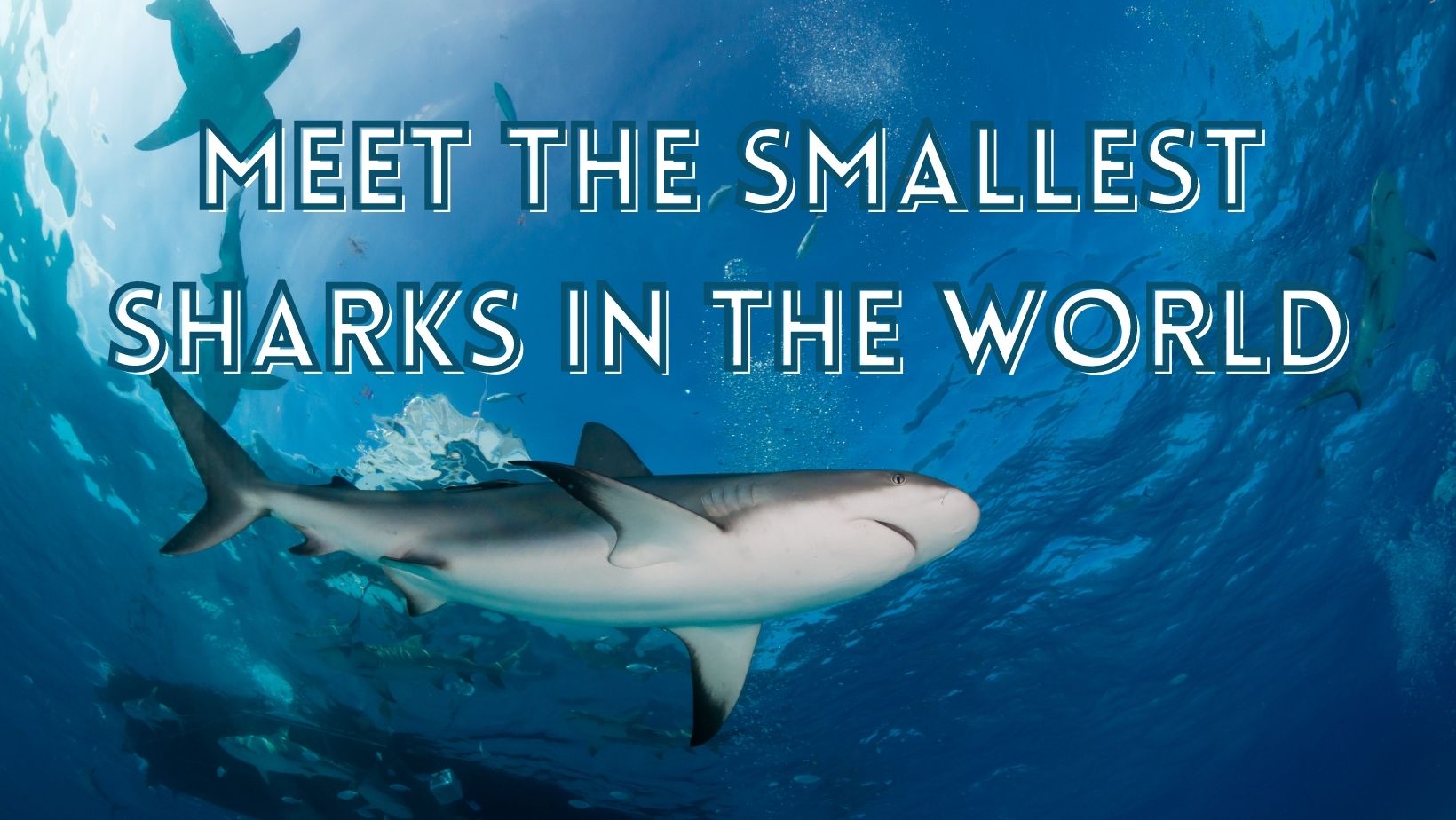 Smallest sharks in the world