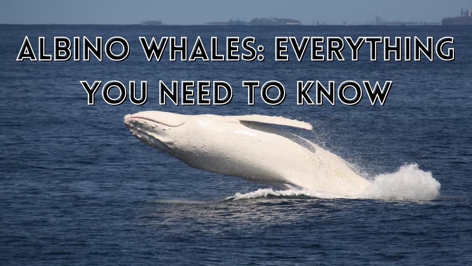 Albino Whales: Everything You Need To Know