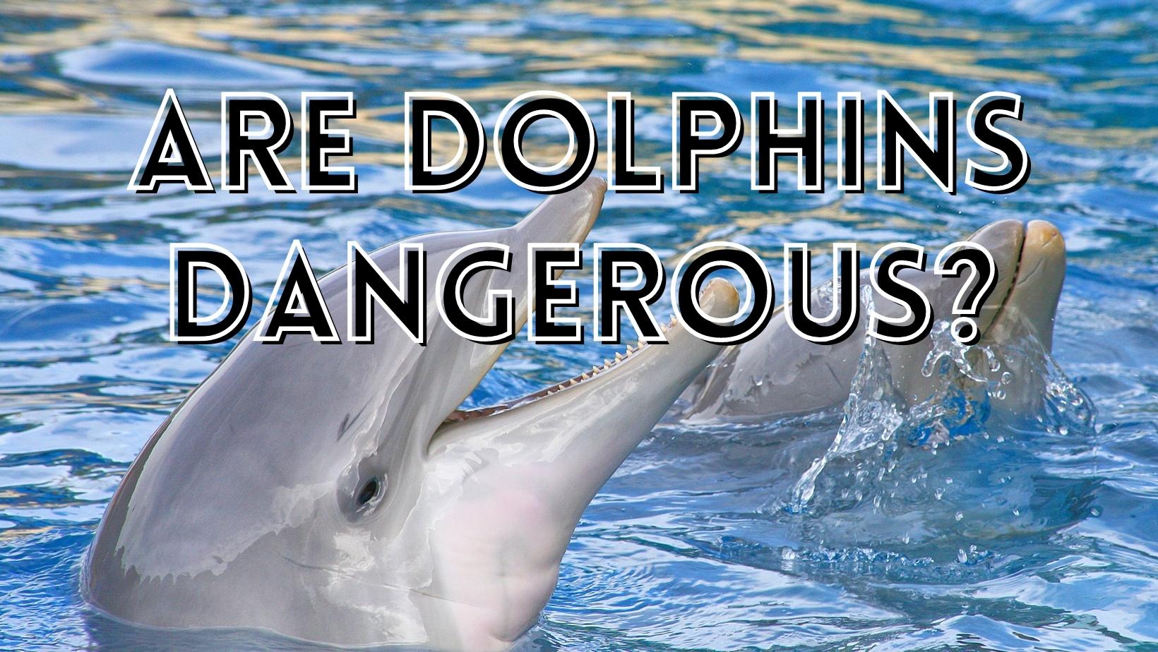 Are Dolphins Dangerous?
