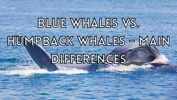 Blue whales vs humpback whales