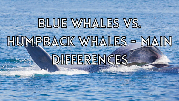 Blue Whales vs. Humpback Whales - Main Differences