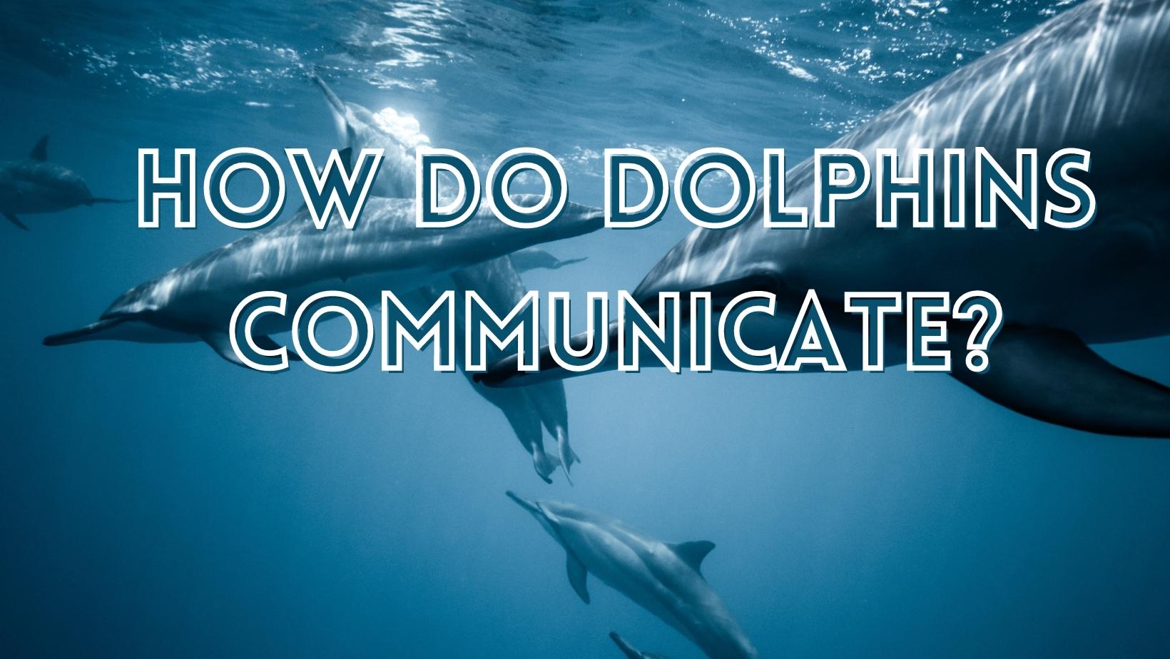 How Do Dolphins Communicate?