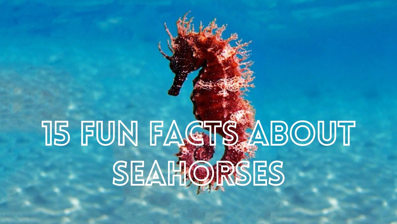 Fun facts about seahorses