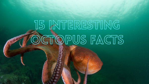 Interesting Octopus Facts
