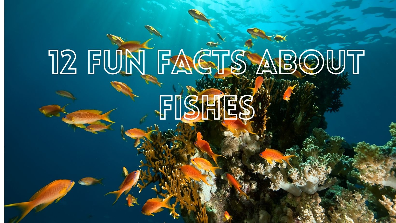 Awesome fun facts about fish