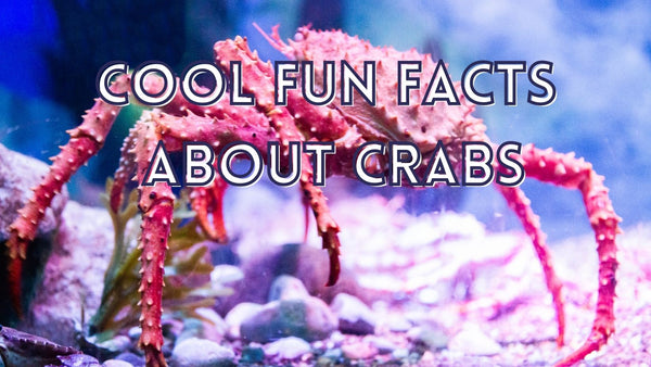Crabs cool fun facts