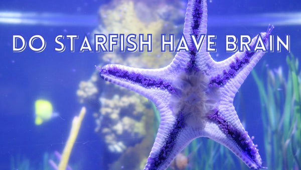 Do starfish have brain