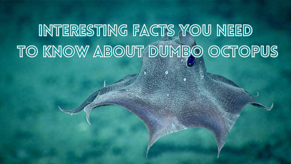 Interesting facts about dumbo octopus