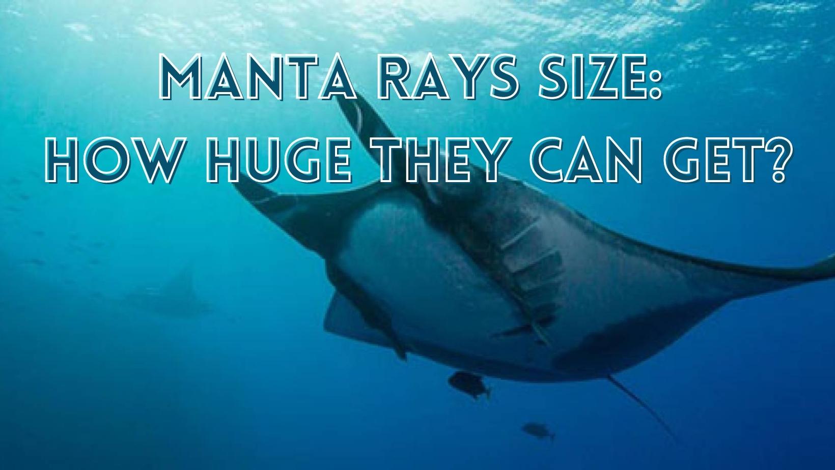 Manta ray size