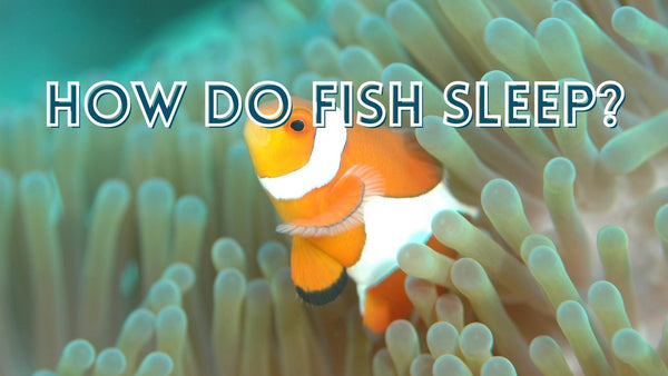 How Do Fish Sleep?
