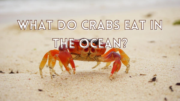 What Do Crabs Eat In The Ocean?